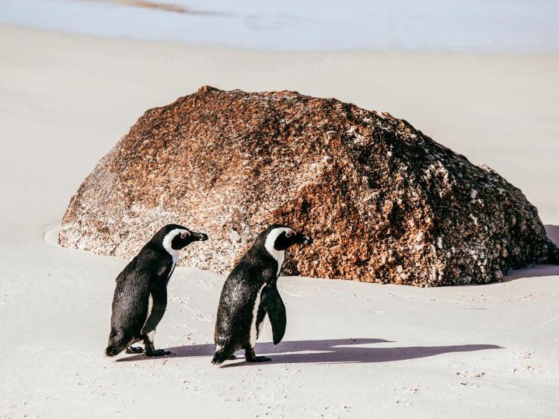 Penguins in the Cape Peninsula