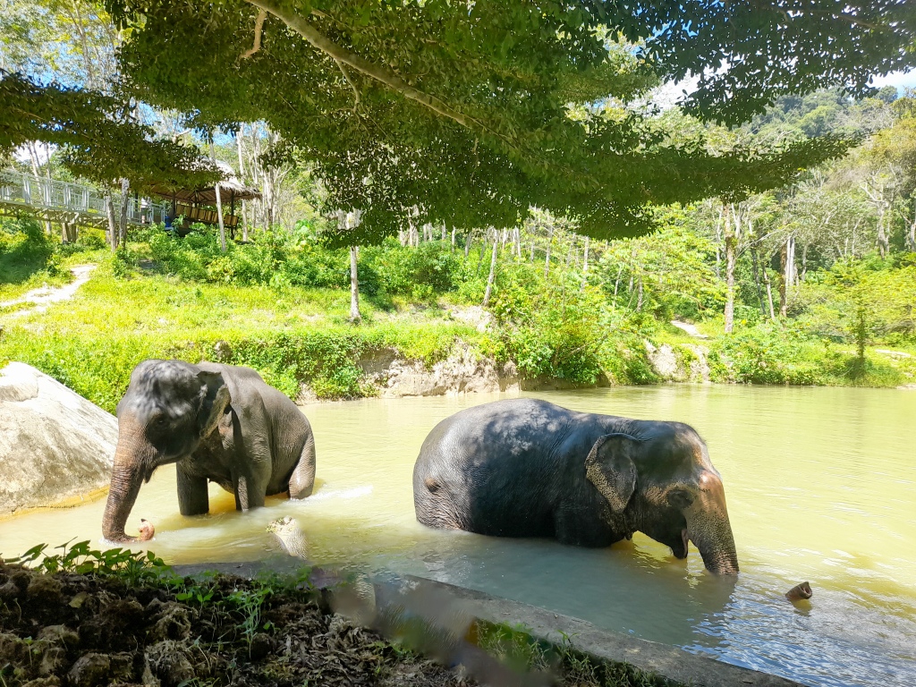 A Morning with the Elephants at Phuket Elephant Sanctuary